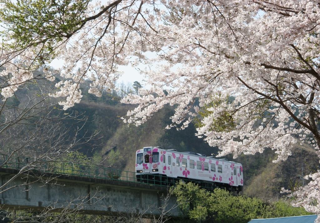 「キット、ずっと号」と「桜」のコラボ