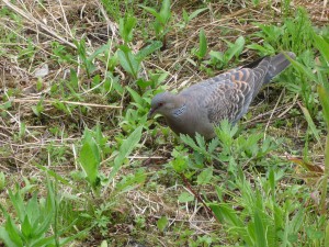 ２５．６．７　山鳩２