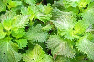 shiso